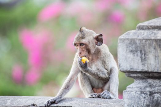 Monkey eating food.