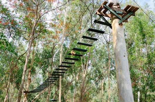 Air bridge on tree canopy, Adventure concept