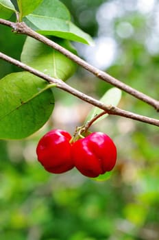 Red cherry on tree with green leaf background