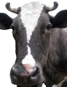 Black-and-white cow isolated on the white background