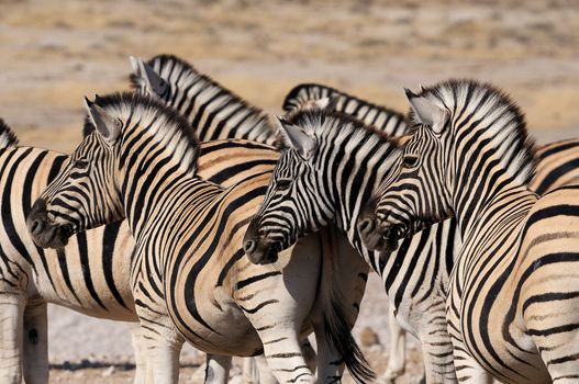 Zebra herd in Etosha National Park, Namibia