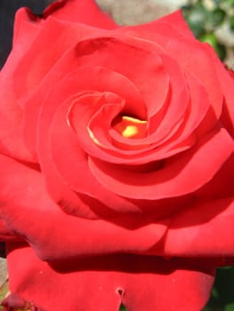 the image of beautiful flower of gentle red  rose