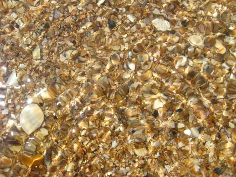 brown background from sand and shells under water