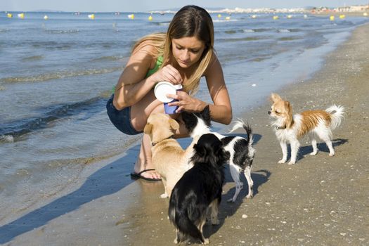 portrait of a cute purebred  chihuahuas and young woman on the beach