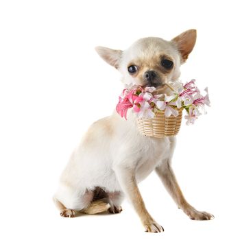 portrait of a cute purebred  puppy chihuahua with flowers in front of white background