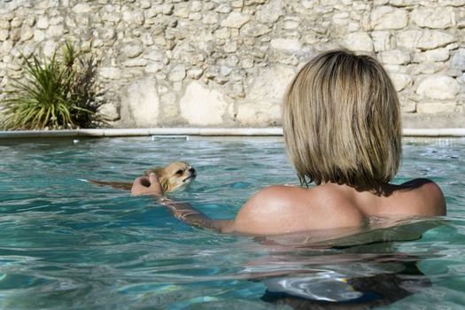 portrait of a cute purebred  chihuahua and young woman in the swimming pool