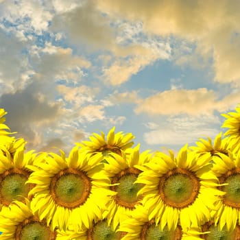 Sunflower with sunset sky