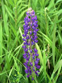Beautiful lupine flower in a meadow of northern Michigan.
