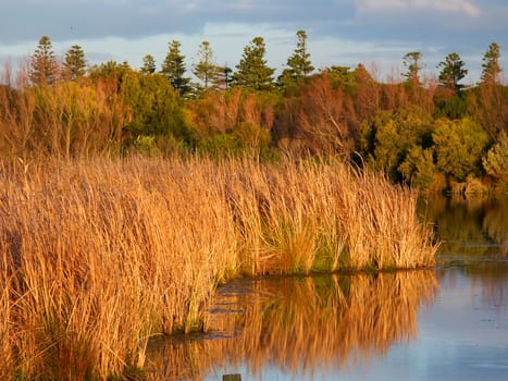 Emergent vegetation bathed in sunlight at Lake Pertobe in the town of Warrnambool Australia.