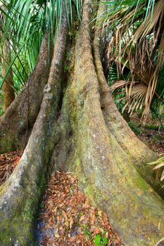Roots of a live oak spread across the forest floor at Highlands Hammock State Park in Florida.