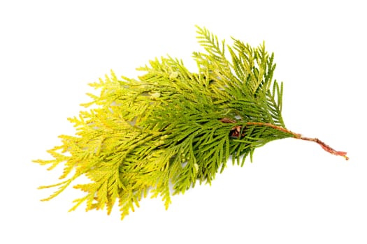 thuya branch on a white background