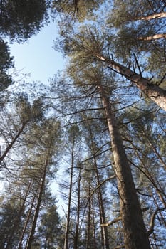 Pines in sky in forest