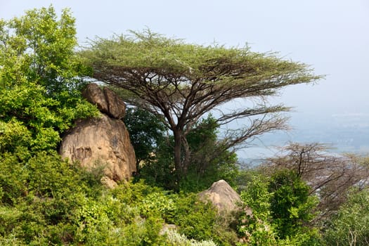 Tree in mountains. Tamil Nadu, India