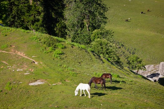 Horses grazing in Himalayas mountains. Kullu valley, Himachal Pradesh, India