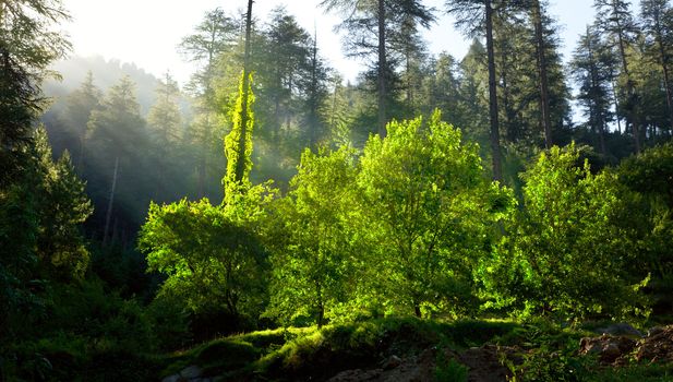 Morning forest with sunrays - freshness concept