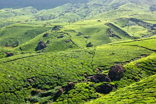 Tea plantations. Munnar, Kerala, India