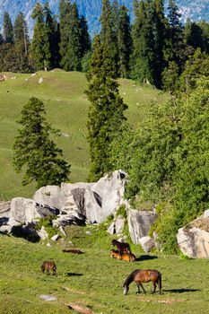 Horses grazing in Himalayas mountains. Kullu valley, Himachal Pradesh, India