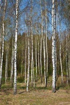 Birch grove in spring