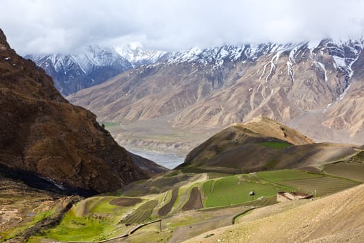 Fields in Spiti Valley in Himalayas. Himachal Pradesh, India