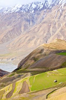 Fields in Spiti Valley in Himalayas. Himachal Pradesh, India