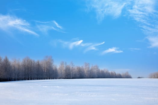 Winter landscape - forest and field covered with snow