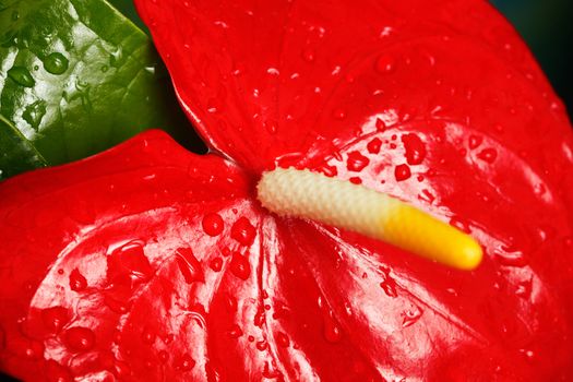 Red Anthurium flower. Shallow depth of field, selective focus on the base of spadix