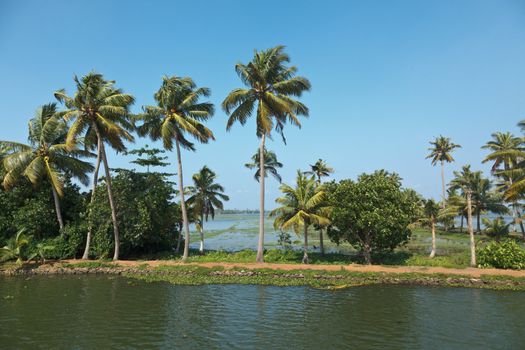 Palms at Kerala backwaters. Kerala, India. This is very typical image of backwaters.