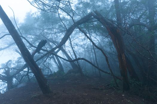 Misty scary forest in thick fog