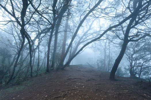 Misty scary forest in thick fog