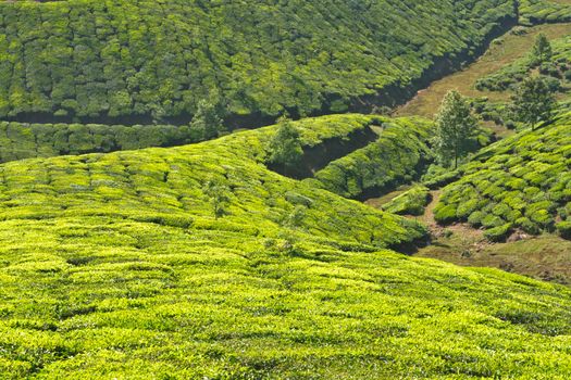 Tea plantations. Munnar, Kerala, India