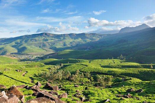 Tea plantations on surise. Munnar, Kerala, India