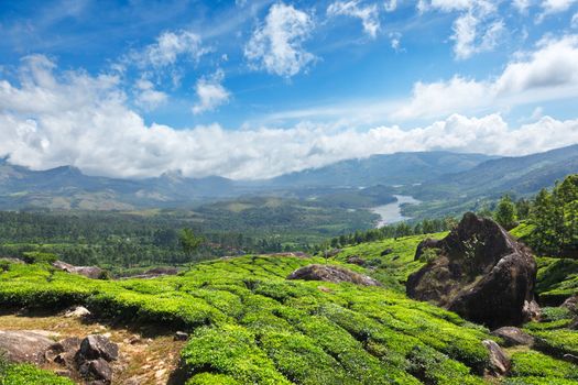 Tea plantations. Munnar, Kerala, India