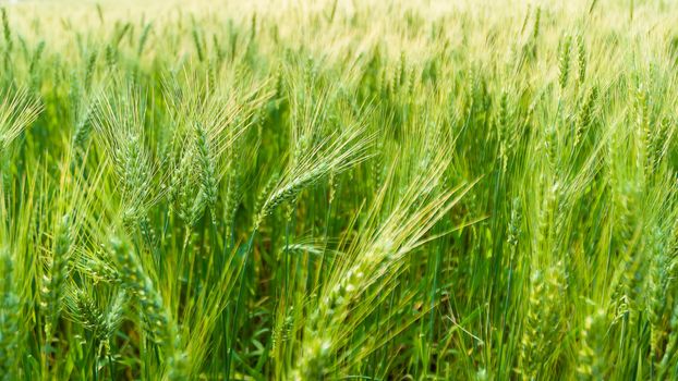 wheat barley in farm with nature light