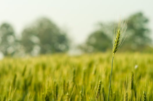 wheat barley in farm with nature light