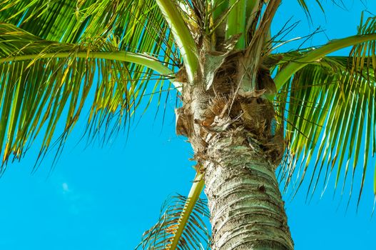 Coconut and bluesky with naturelight