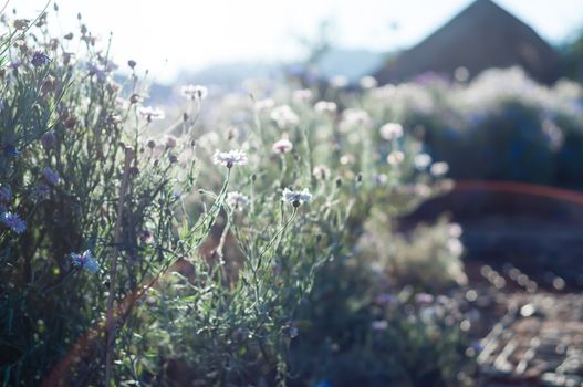 Many white corn flower unfocus in the filed with nature light