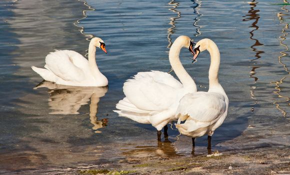 Three swans gather at the edge of water