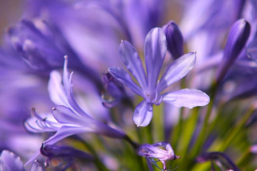 Closeup of beautiful violet flower, isolated towards similar colours