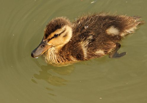 Little  mallard duck duckling, swimming around in green water
