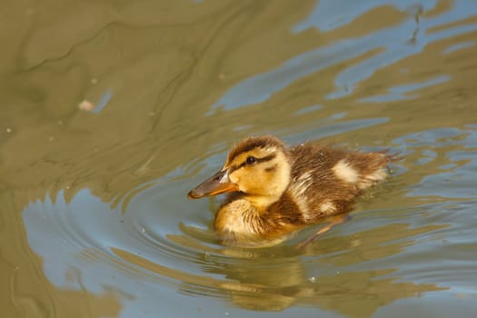 Little  mallard duck duckling, swimming around in green water