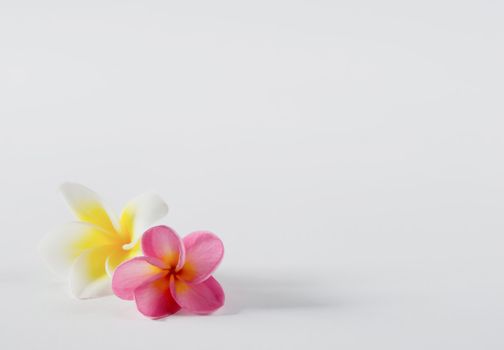 Frangipani flowers  , Plumeria flower on white background
