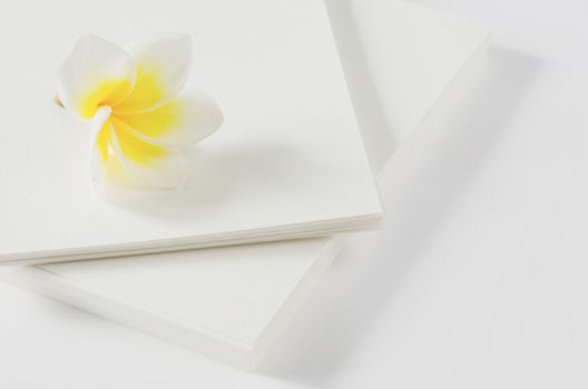 fresh plumeria flower  over  white card , relax time