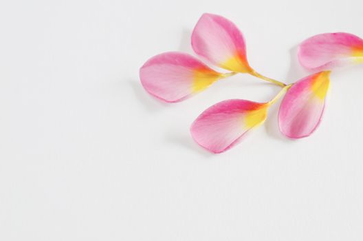 petal of  Plumeria flower  on a white background 