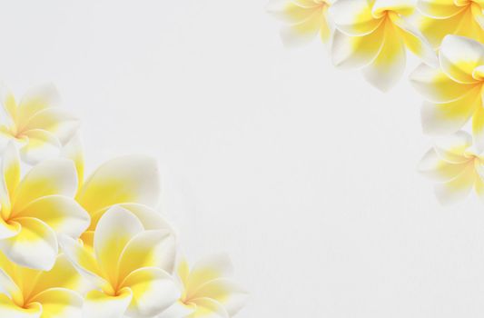 Frangipani Spa Flowers border , Plumeria flower on white background