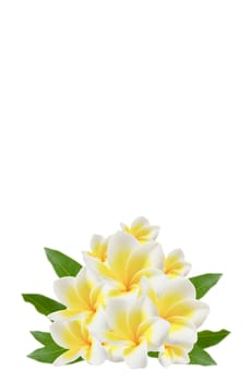 plumeria flowers and  green leaves on white 