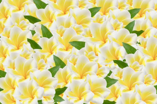 full of beautiful plumeria flower and leaves  ,  frangipani flower background
