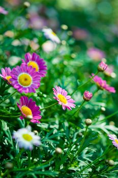 Violet flower in garden with nature light