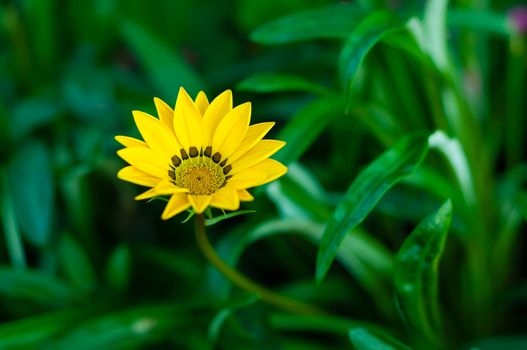 Yellow flower in garden with green leaf