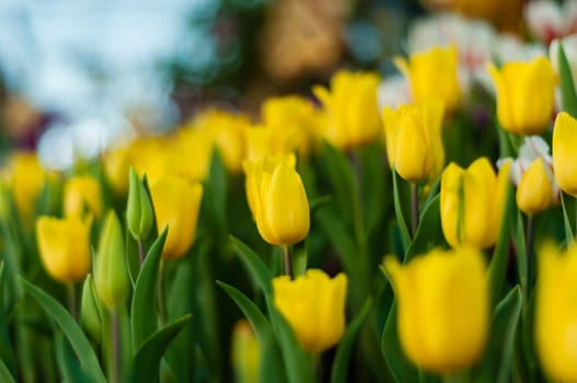 Many yellow tulip in garden