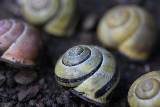 different snail houses